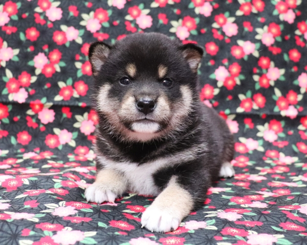 黒柴雄No1　3/18撮影　生後30日