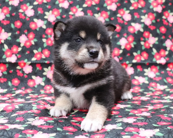 黒柴雄No1　3/18撮影　生後30日