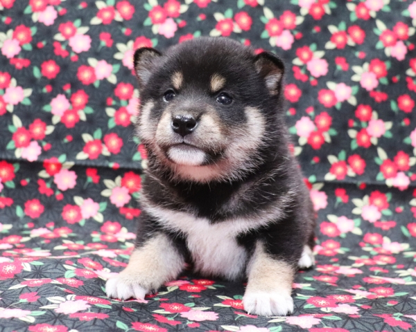 黒柴雄No1　3/18撮影　生後30日