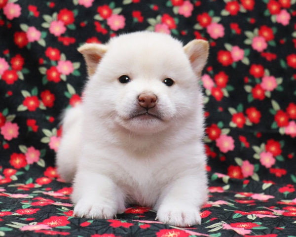 白柴雄No2　3/18撮影　生後30日