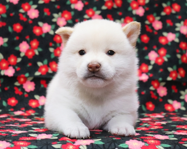 白柴雄No2　3/18撮影　生後30日