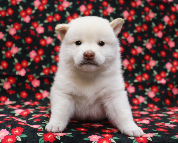 白柴雄No2　3/18撮影　生後30日