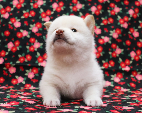 白柴雄No2　3/18撮影　生後30日