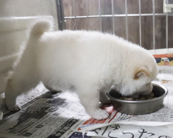 白柴雄No2　3/18撮影　生後30日