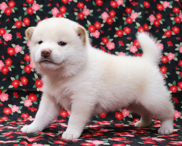 白柴雄No3　3/18撮影　生後30日