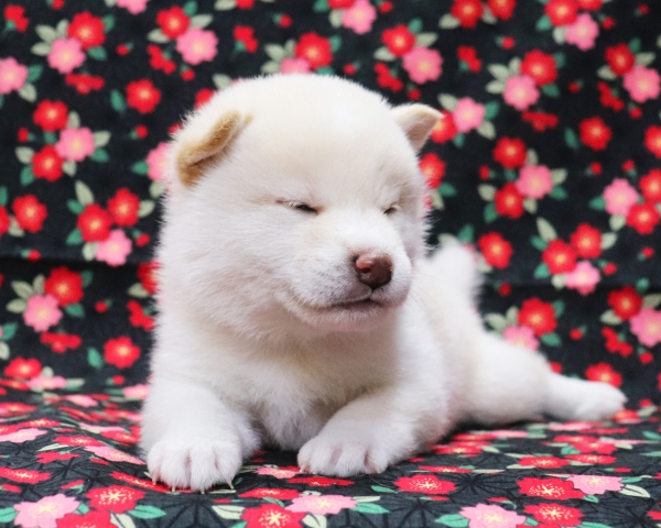 白柴雄No3　3/18撮影　生後30日