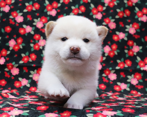 白柴雄No3　3/18撮影　生後30日