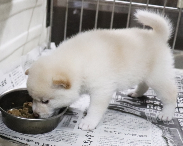 白柴雄No3　3/18撮影　生後30日