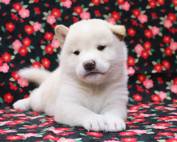 白柴雄No4　3/18撮影　生後30日