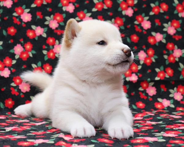 白柴雄No4　3/18撮影　生後30日