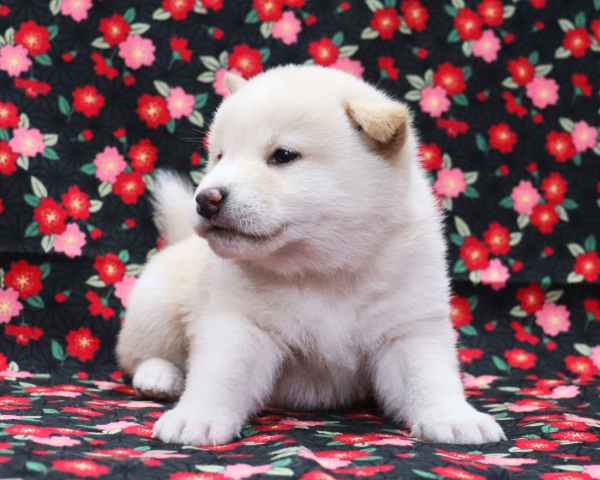 白柴雄No4　3/18撮影　生後30日