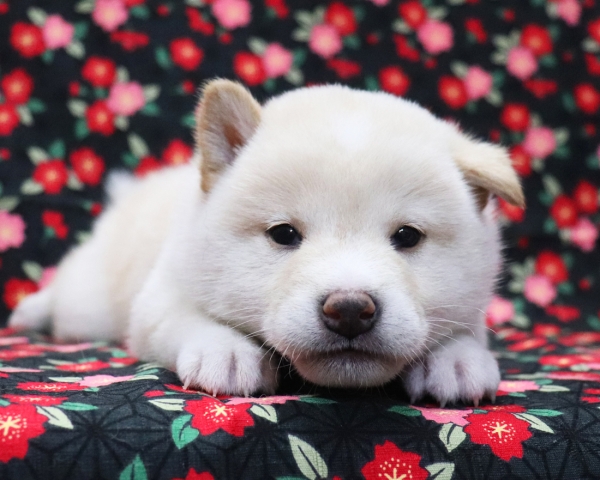 白柴雄No4　3/18撮影　生後30日