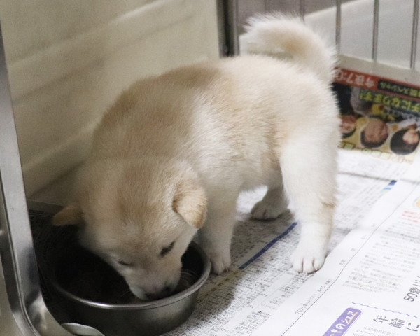 白柴雄No4　3/18撮影　生後30日