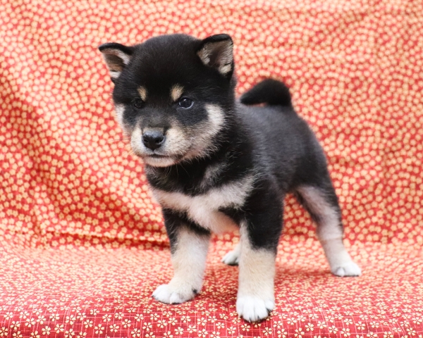 黒柴雄No1　3/28撮影　生後40日