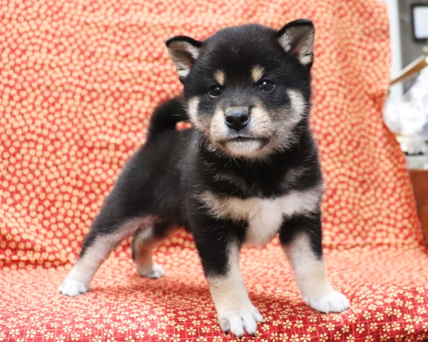 黒柴雄No1　3/28撮影　生後40日