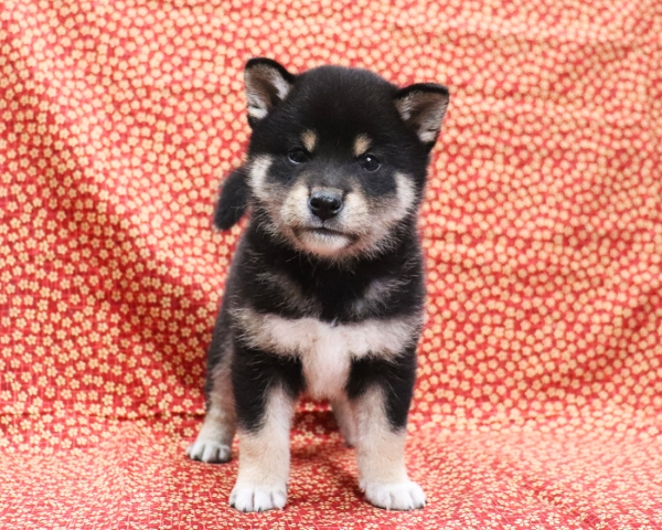 黒柴雄No1　3/28撮影　生後40日