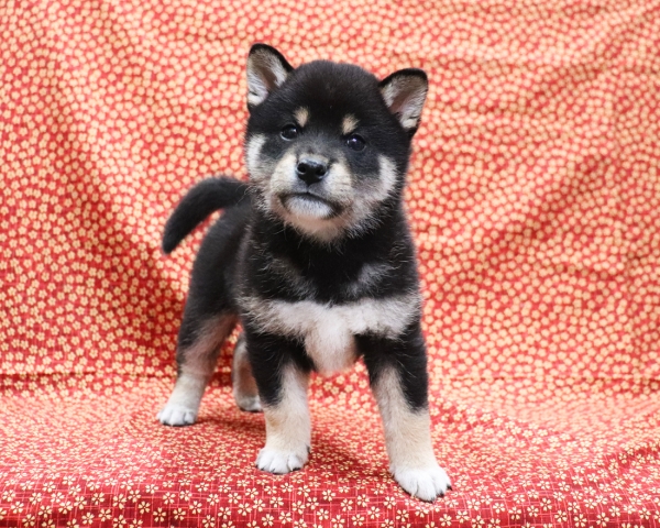 黒柴雄No1　3/28撮影　生後40日