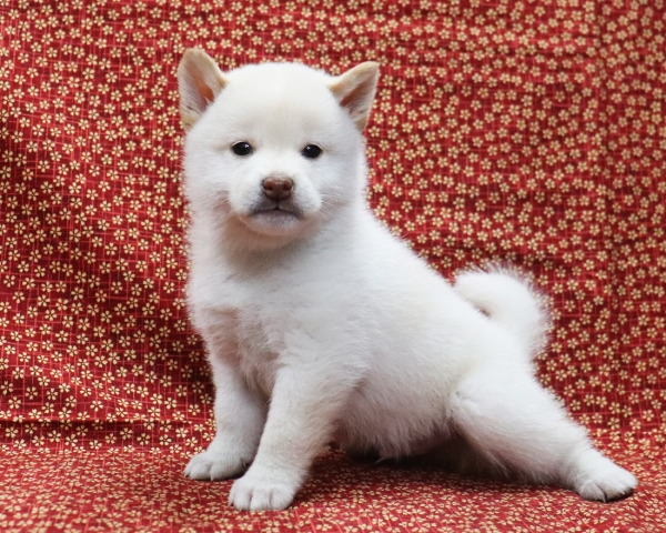 白柴雄No2　3/28撮影　生後40日