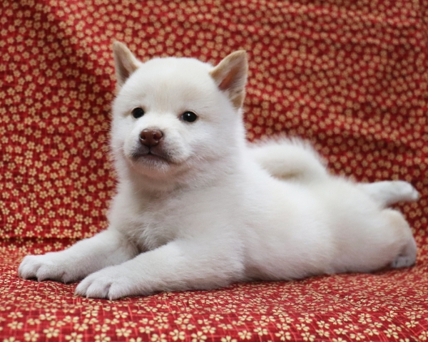 白柴雄No2　3/28撮影　生後40日