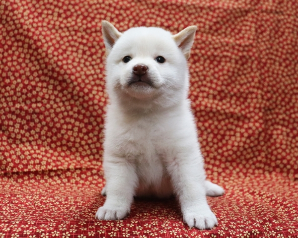 白柴雄No2　3/28撮影　生後40日