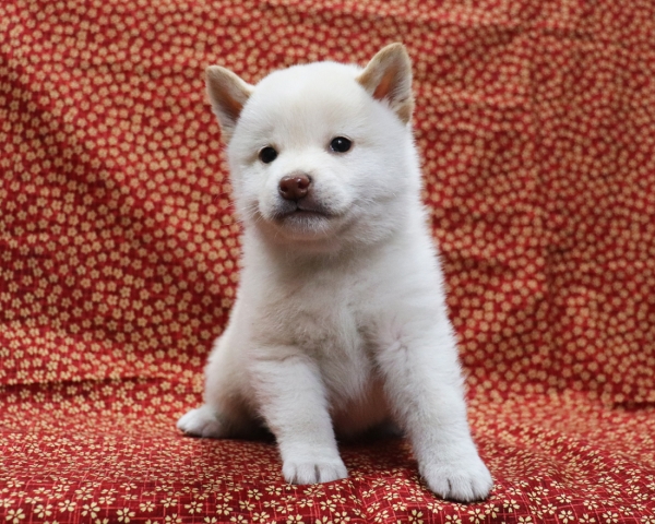 白柴雄No2　3/28撮影　生後40日