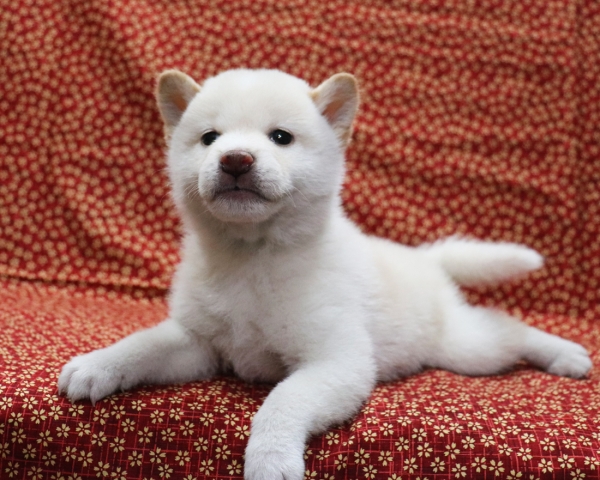 白柴雄No3　3/28撮影　生後40日