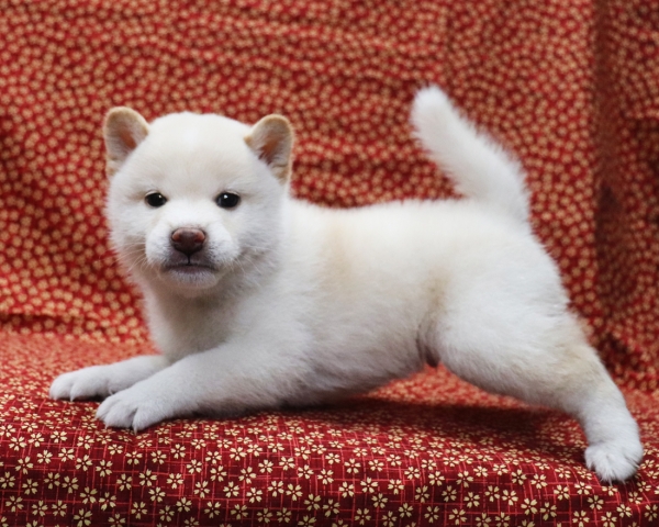 白柴雄No3　3/28撮影　生後40日