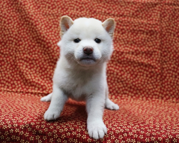 白柴雄No3　3/28撮影　生後40日