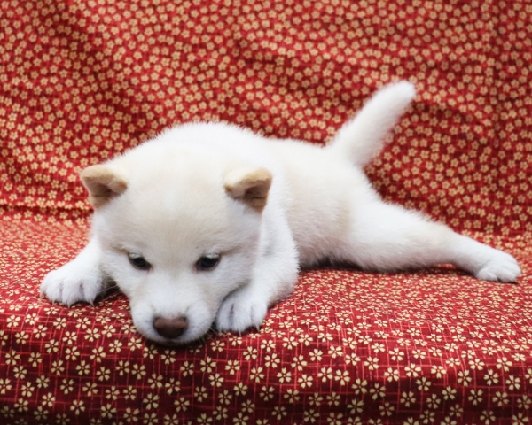 白柴雄No3　3/28撮影　生後40日