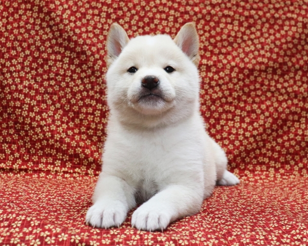 白柴雄No4　3/28撮影　生後40日