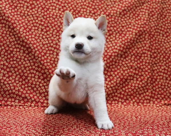 白柴雄No4　3/28撮影　生後40日