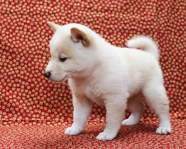 白柴雄No4　3/28撮影　生後40日