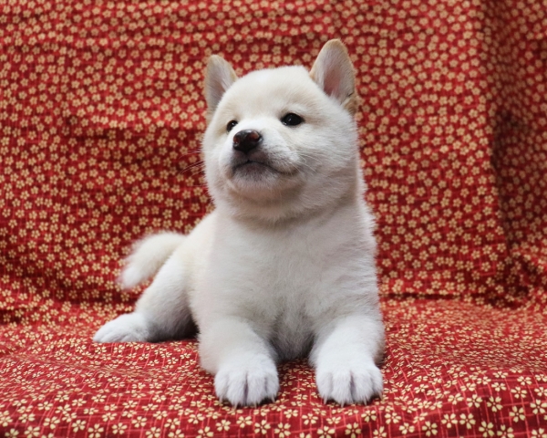 白柴雄No4　3/28撮影　生後40日