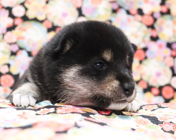 黒柴雄No1　3/8撮影　生後20日