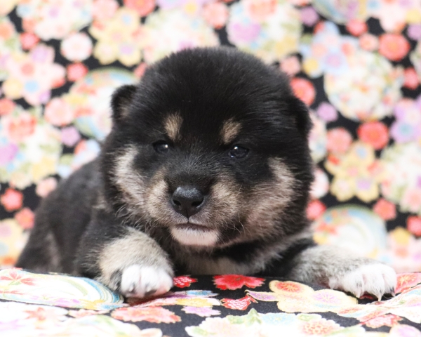 黒柴雄No1　3/8撮影　生後20日