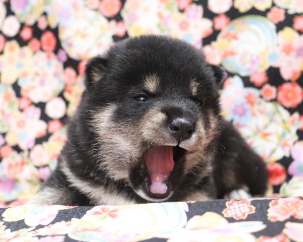 黒柴雄No1　3/8撮影　生後20日