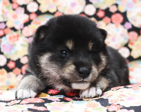 黒柴雄No1　3/8撮影　生後20日