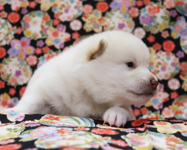 白柴雄No2　3/8撮影　生後20日