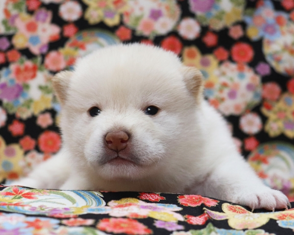 白柴雄No2　3/8撮影　生後20日