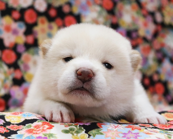 白柴雄No3　3/8撮影　生後20日