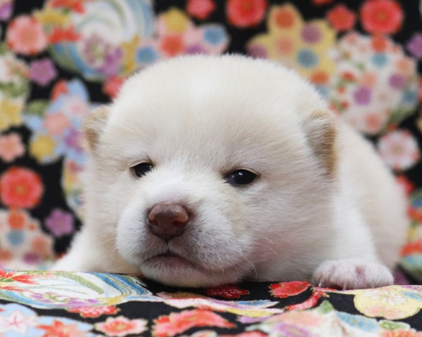 白柴雄No3　3/8撮影　生後20日