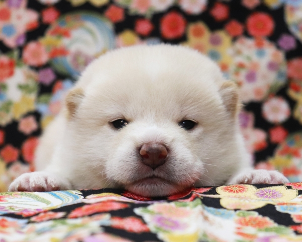 白柴雄No3　3/8撮影　生後20日