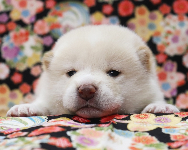 白柴雄No3　3/8撮影　生後20日