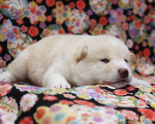 白柴雄No4　3/8撮影　生後20日