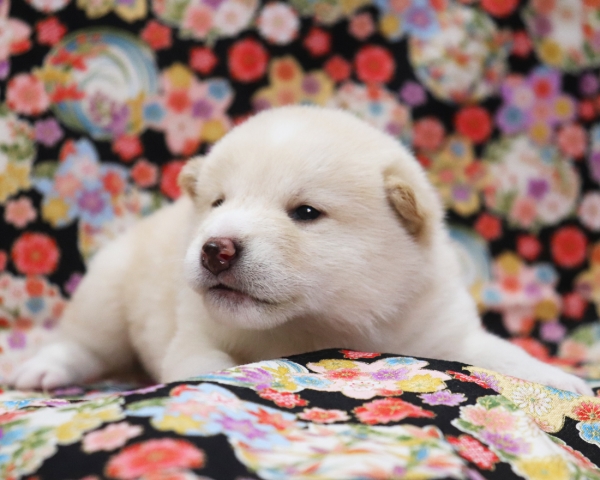 白柴雄No4　3/8撮影　生後20日