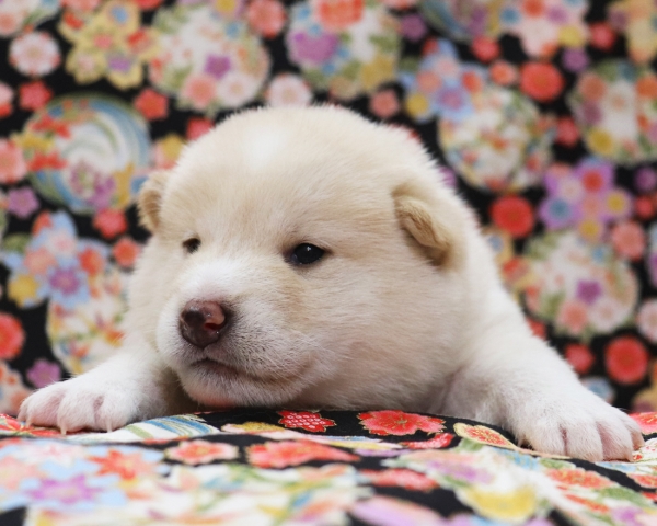 白柴雄No4　3/8撮影　生後20日