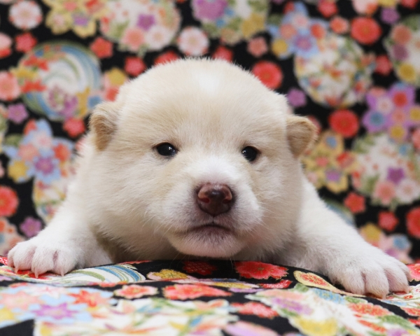 白柴雄No4　3/8撮影　生後20日