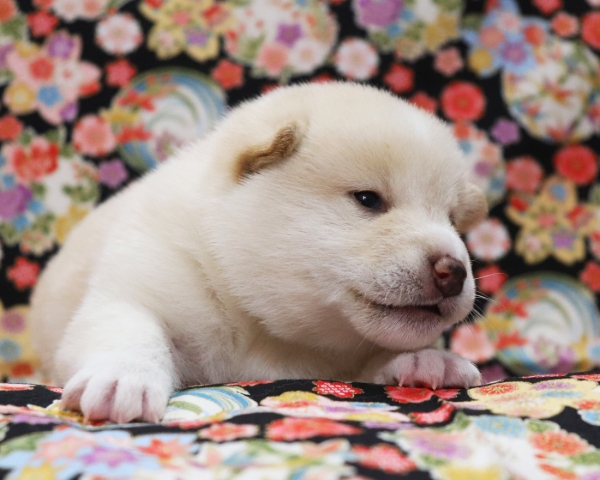 白柴雄No4　3/8撮影　生後20日